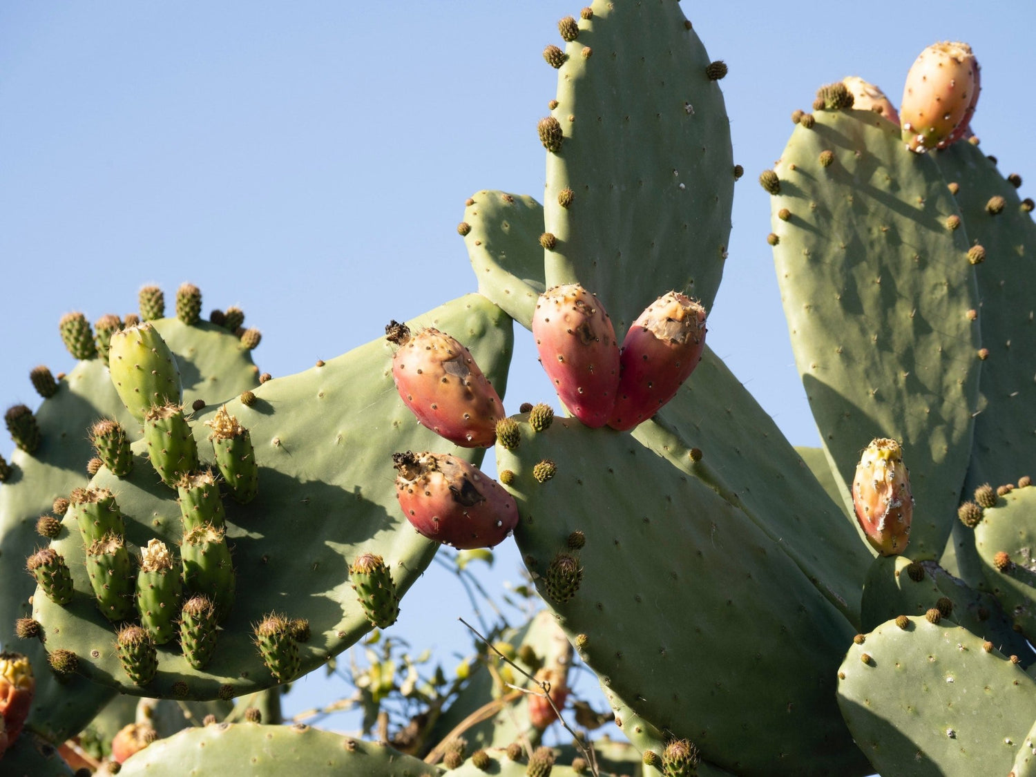 Unmasking the Secret Ingredient of Skin Renewal: Prickly Pear Seed Oil - Botanical Republic